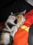 Nala (1)9